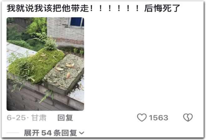 北上广年轻人,开始养砖头了(图7)