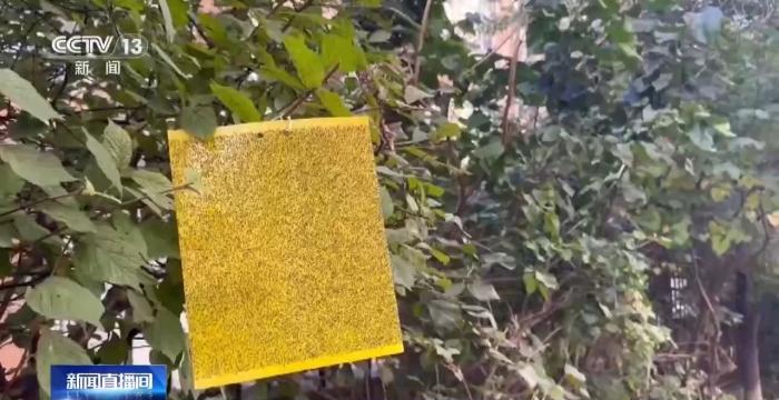 头发上、衣服上都是它!东北秋天的“小咬”到底是啥(图1)