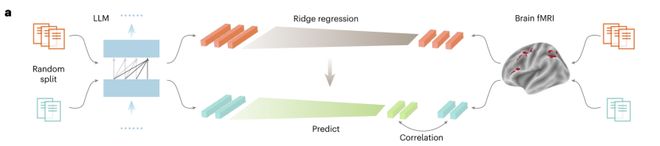 Nature Machine Intelligence｜不只是「像大脑」，人脑信号还能直接引导语言模型进行鲁棒推理(图3)