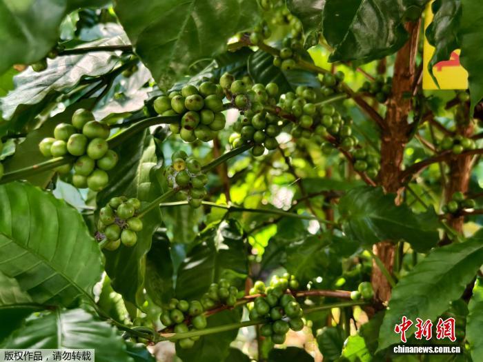 （活力中国调研行）在海南打卡周总理同款咖啡 回味一杯香醇里的浓浓侨胞情(图2)